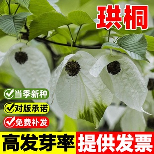 珙桐种子梧桐树种籽多年生林木种子四季播种鸽子树种子鸽子花树种