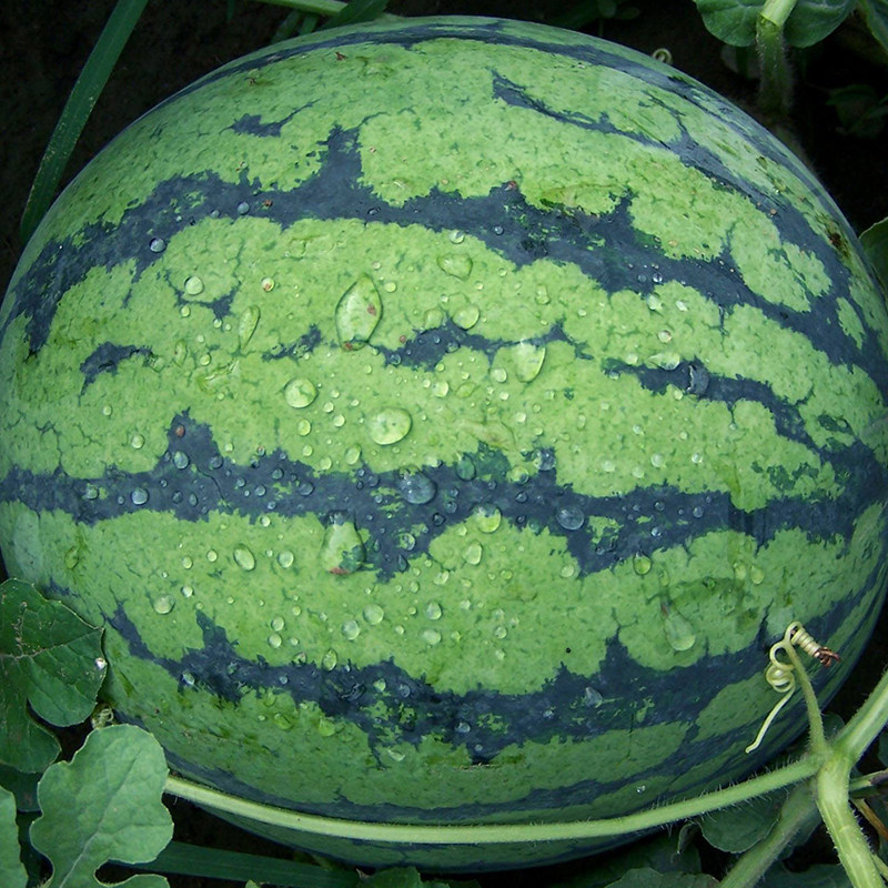 冰糖麒麟西瓜种子种籽 超甜大西瓜薄皮麒麟瓜 早熟高产 5到8公斤