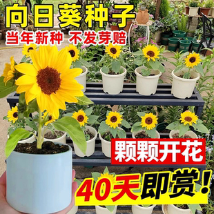 矮杆观赏向日葵种子籽子播种开花切花食用庭院室外易活花种孑