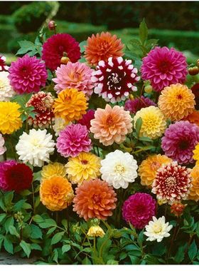 混色大丽花种子小丽花种籽花种好种室外室内庭院开花菊花种孑