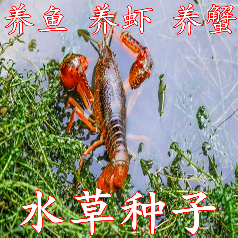 鱼塘水草种子水花生伊乐藻轮叶黑藻淡水养殖莫斯水草籽四季种孑图片