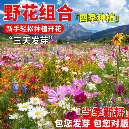 野花组合花种子四季播种开花室外矮生花种籽子庭院格桑花种孑大全