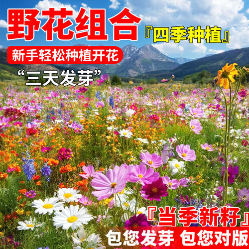 矮生花种籽子庭院格桑花种孑大全