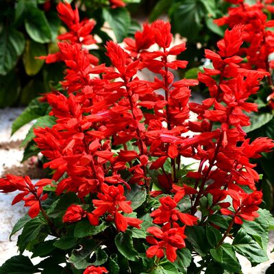 一串红种子高杆西洋红爆杖花种籽