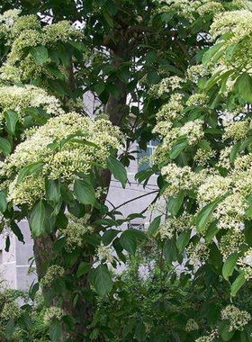 光皮树种子 毛梾 车梁木种子 凉子木 苦檀 灯台树种子林木种籽