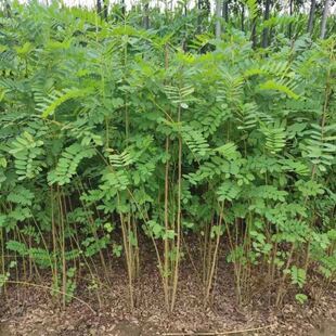 紫穗槐种子护坡复绿灌木种子多年生棉槐穗花槐紫翠槐板条蜜源种籽