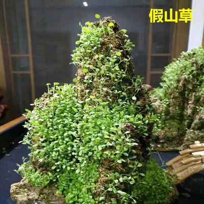 观景种子现在正好栽种