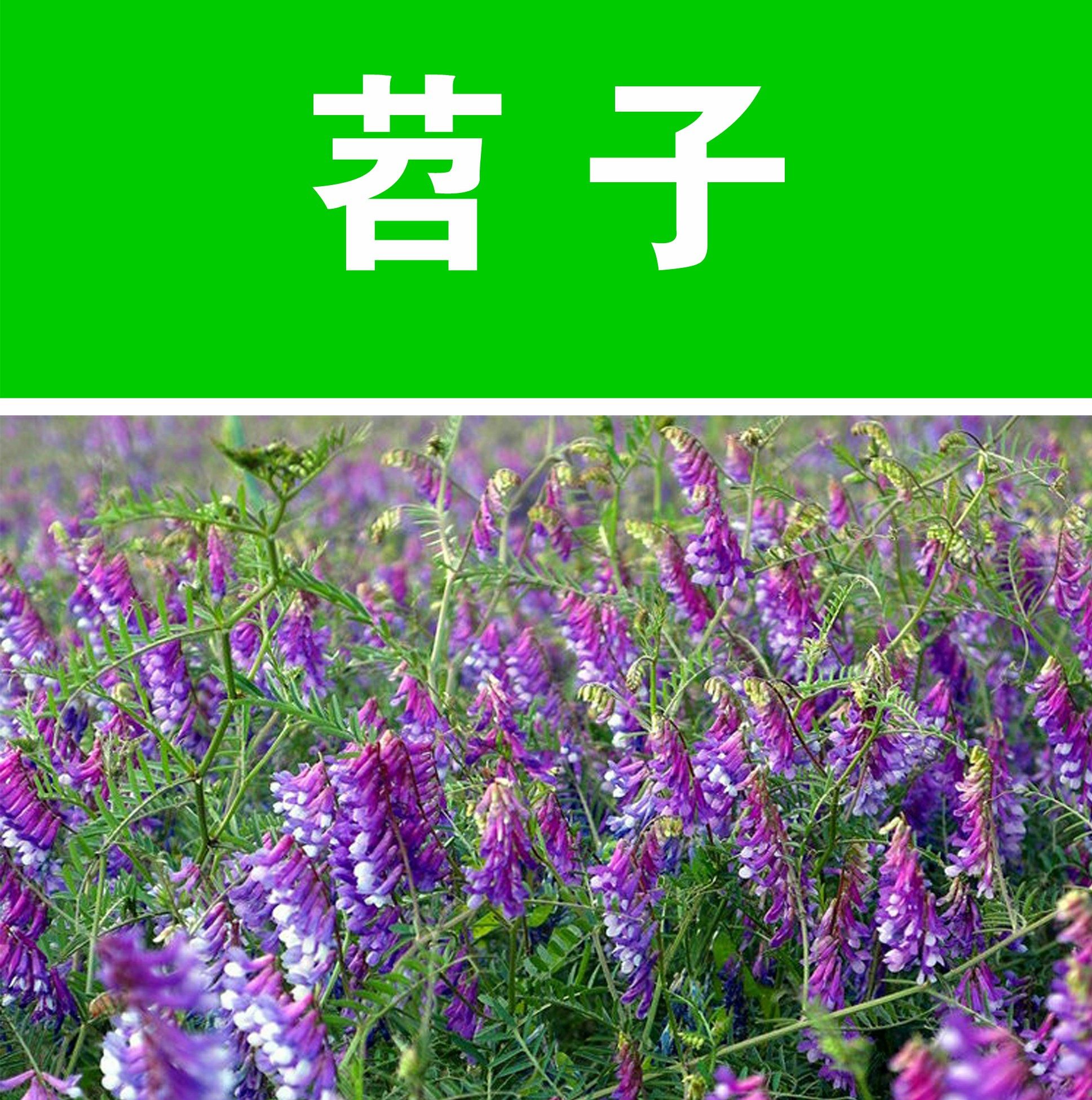 果园绿肥种子光叶紫花苕兰花苕野豌豆毛苕子养蜂蜜源植物牧草种籽