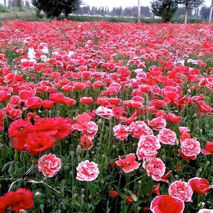 冰岛虞美人花种籽子耐寒播种开花易活太阳花籽虞美人种子室外