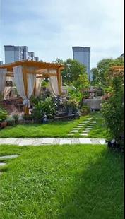 草坪草籽草皮四季常青绿化地毯草种子护坡种孑庭院真草绿植物耐旱