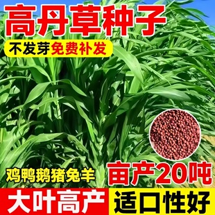 进口高产高丹王草牧草种子四季苏丹草种籽养殖喂猪牛羊鸭鹅鱼草籽