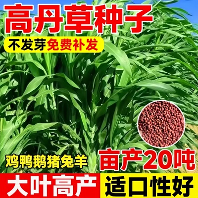 牛羊鸭鹅鱼草籽养殖春季喂猪进口