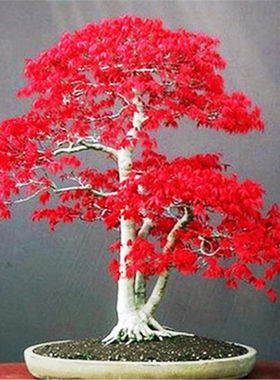 美国红枫种子 四季红叶枫树籽 秋火焰庭院家居盘景树花种籽子