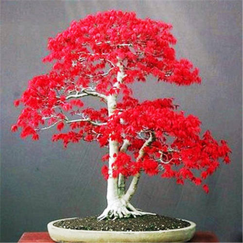 美国红枫庭现货院种子