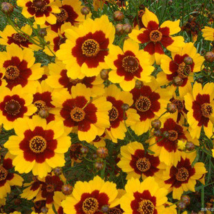 蛇目菊种子四季易种活的阳台盆栽绿植天山雪菊两色金鸡菊花籽花海