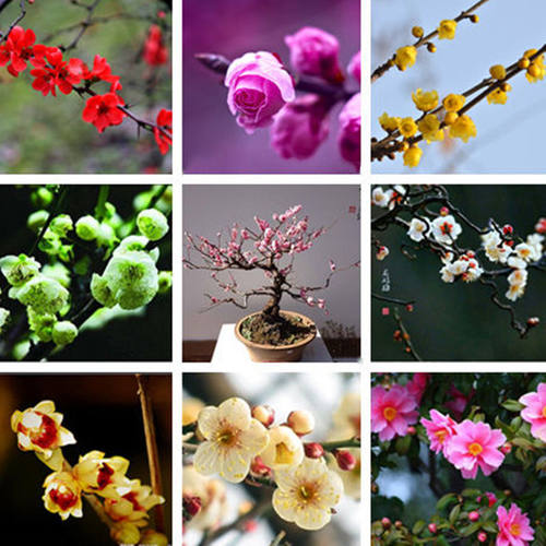 腊梅浓香型庭院阳台盆栽花卉种子