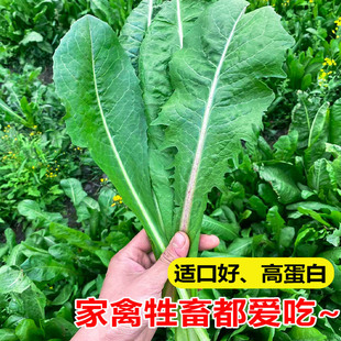 大叶菊苣草种籽鸡鸭鹅吃的草喂羊牛兔猪菜种子多年生四季牧草种孑