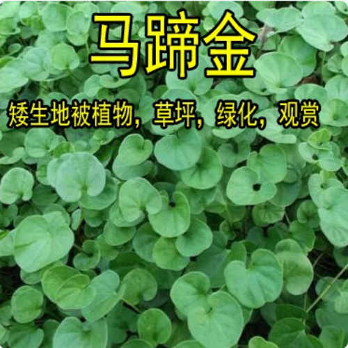 马蹄金草籽种子大叶子水养种种籽水培植物花卉盆栽室内常绿