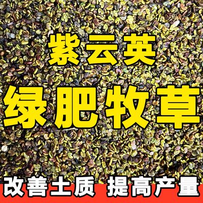 紫云英种子红花草果园绿肥种子蜜源食用野菜养殖牧草紫云英花种籽