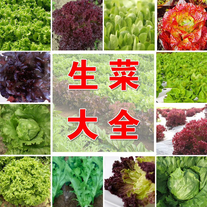 罗马生菜种孑奶油红叶紫色四季阳台生吃种籽子意大利包心球形子种