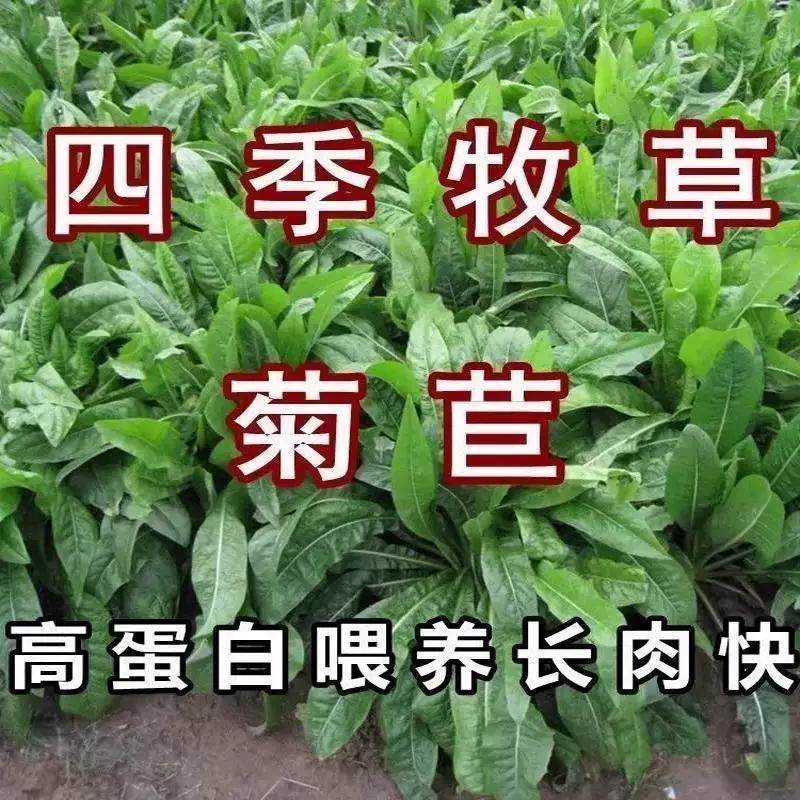 菊苣种籽大叶多年生喂猪菜种子牛羊鱼鸡鸭鹅爱吃的牧草种子兔子草,鲜花速递/花卉仿真/绿植园艺,家庭园艺种子,淘宝优惠券,粉丝福利购,淘宝优惠卷