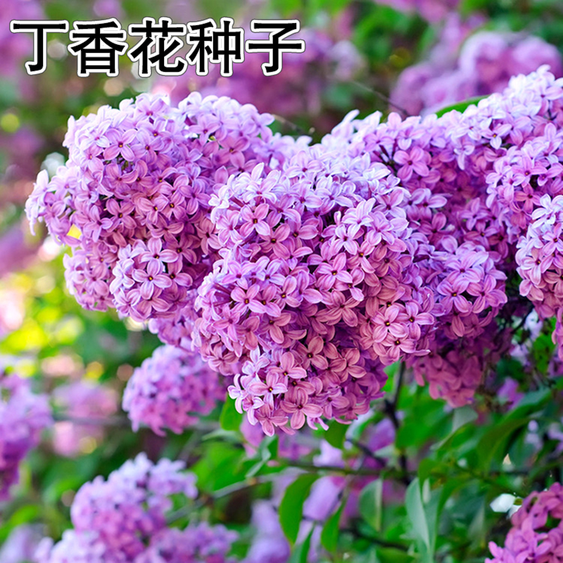 丁香花种子价格 丁香花种子图片 星期三