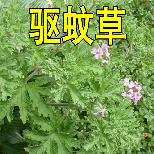 驱蚊草种子花种子庭院室内阳台易种开花香艾草种花籽花种籽子