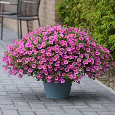 百万小铃秋季室内阳台舞春花