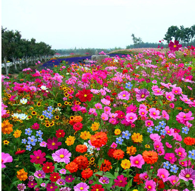 波斯菊格桑花种子四季好种绿化庭院花卉野花组合花种籽子