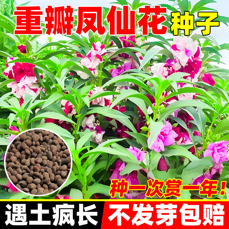 重瓣凤仙花种籽子阳台室外指甲花盆栽太阳花种孑苗四季播种开花风