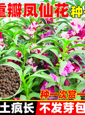 重瓣凤仙花种籽子阳台室外指甲花盆栽太阳花种孑苗四季播种开花风