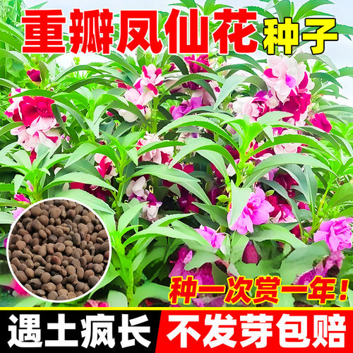 重瓣凤仙花种籽子阳台室外指甲花盆栽太阳花种孑苗四季播种开花风