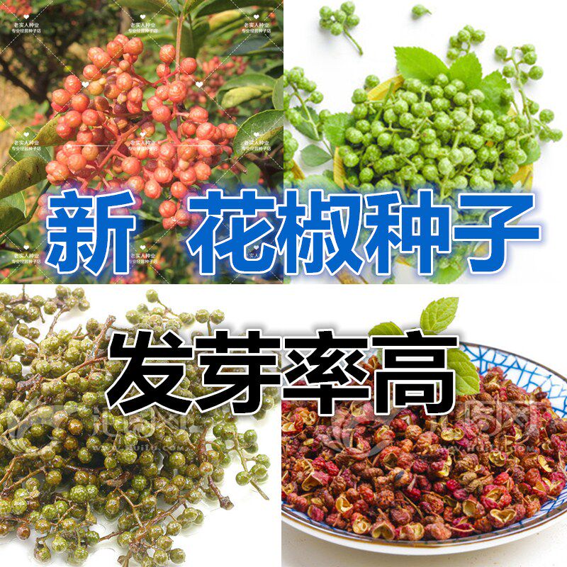 四川花椒树种子 正宗大红袍花椒种子 韩城 九叶青花椒 无刺花椒籽