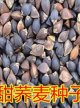 甜荞麦种子芽苗菜种子黑荞麦 甜荞麦食用田地种植 荞麦面种子