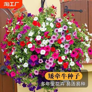 牵牛花种子喇叭花爬藤花卉开花盆栽矮牵牛花种籽重瓣种植播种