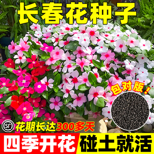 长春花种子日日春花籽四季播种易活庭院景观花海盆栽耐寒花卉种孑