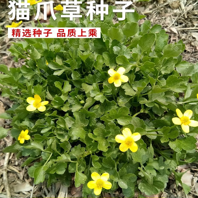 猫爪草野生种子种孑中药材正品中药猫爪草新鲜水洗猫抓草夏枯草种