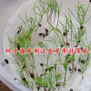 草鱼吃的水草鱼塘种子苦草水花生轮叶黑藻小龙虾鱼蟹养殖水草籽
