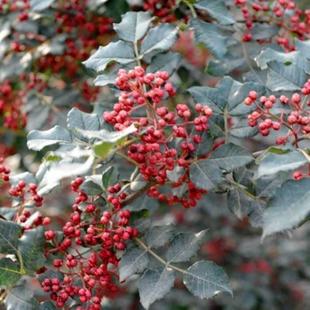 花椒种子 山椒红椒麻椒 大红袍花椒种子川花椒树 刺篱笆 种籽