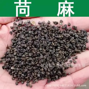 青麻种子野苎麻线麻药材冬葵种子小苘子做麻绳用青麻种子籽