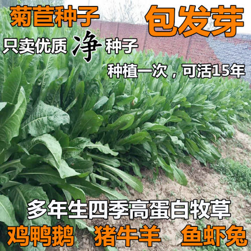 将军菊苣种子大叶四季牧草籽