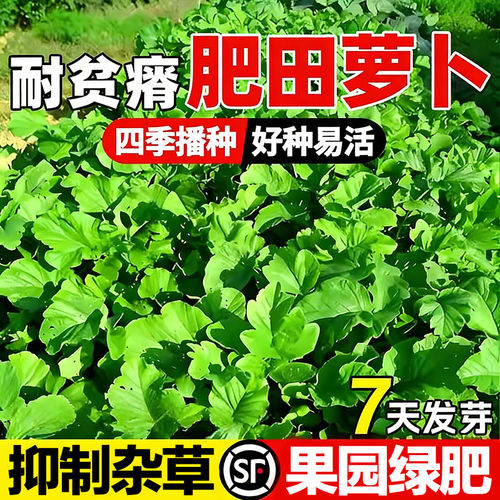 肥田萝卜种子改良土壤抑制杂草籽四季高产天然绿肥作物耐寒牧草籽