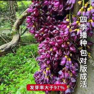 常春油麻藤种子林木攀援种子牛马藤大血藤棉麻藤种常绿油麻藤种籽