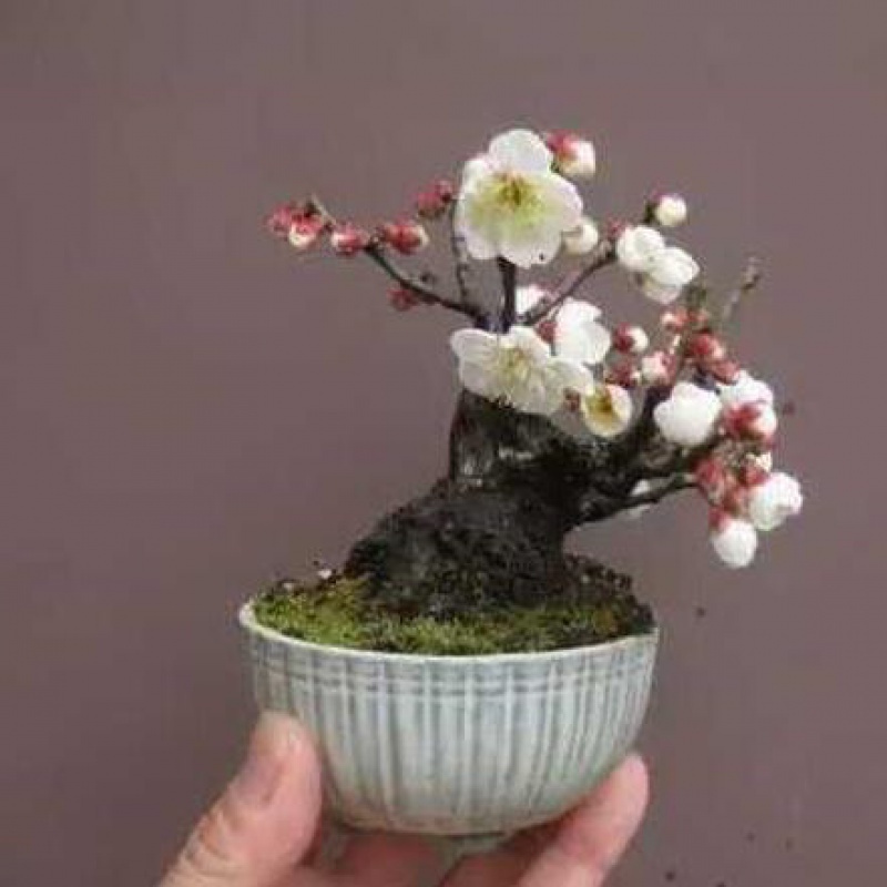 迷你花卉盆栽景观植物种子 室内桌面植物盆景 樱花种子 日本樱花 鲜花速递/花卉仿真/绿植园艺 家庭园艺种子 原图主图