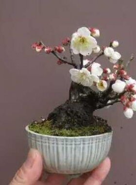 花卉桌面植物盆景种子