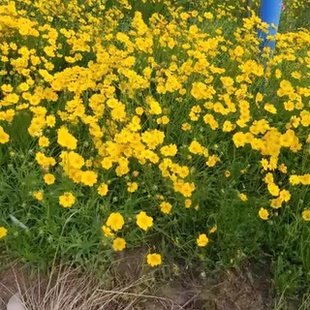 金鸡菊花籽多年生宿根矮生大花金鸡菊花种籽子四季易活单瓣重瓣