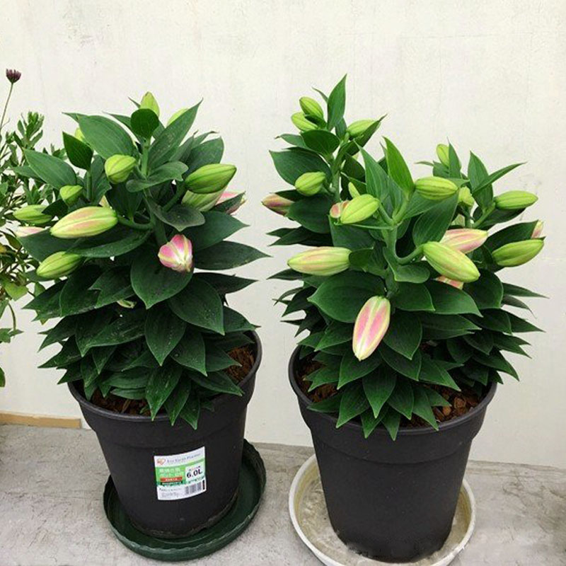2套百合花盆栽四季可种室内外花卉盆栽易种香水百合种球种子