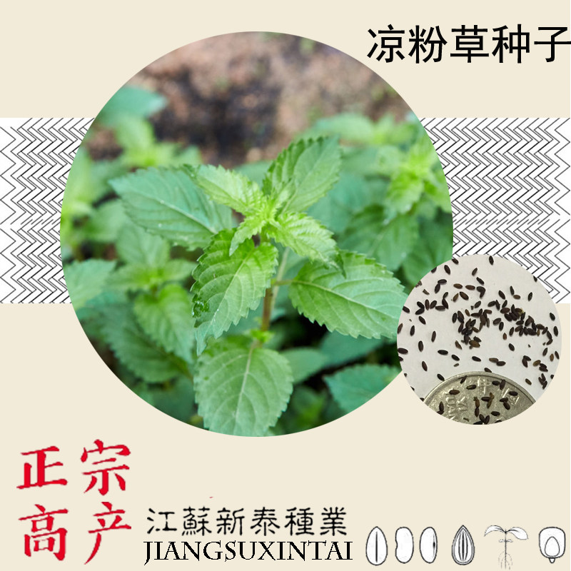 绿凉粉草种籽子广东食用高州绿色种植正宗仙人苗盆栽烧仙草种子冻