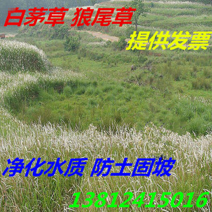 狼尾草籽白茅草种子耐寒多年生宿根花卉种子园林景观四季播易活