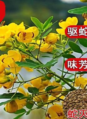 蛇灭门种子四季种植望江南野决明凤仙花蛇倒退防蛇驱蛇植物草种籽